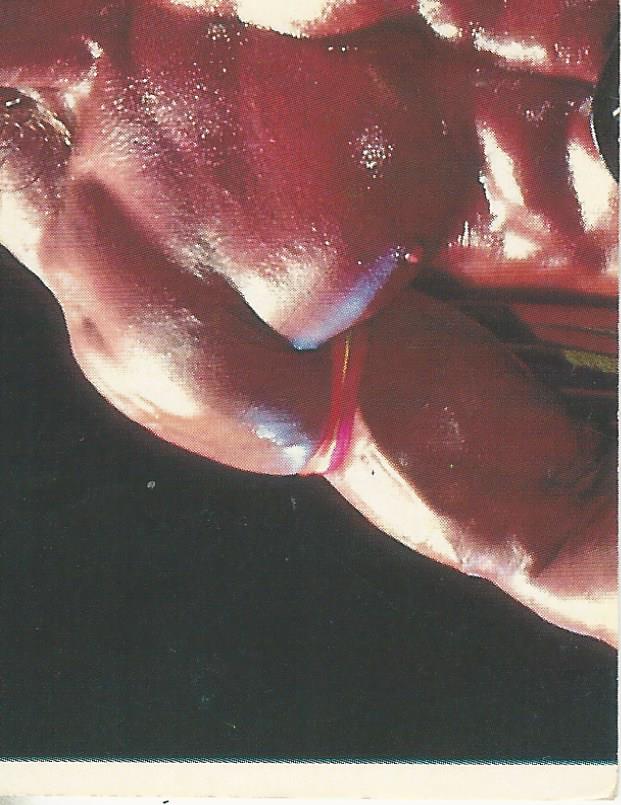 WWF Merlin Sticker Collection 1990 Ultimate Warrior #116