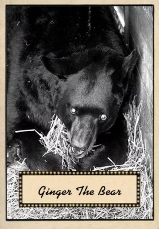 Ginger the Bear
